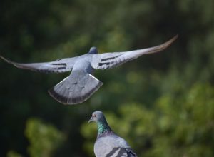 pigeons-2714896_1280